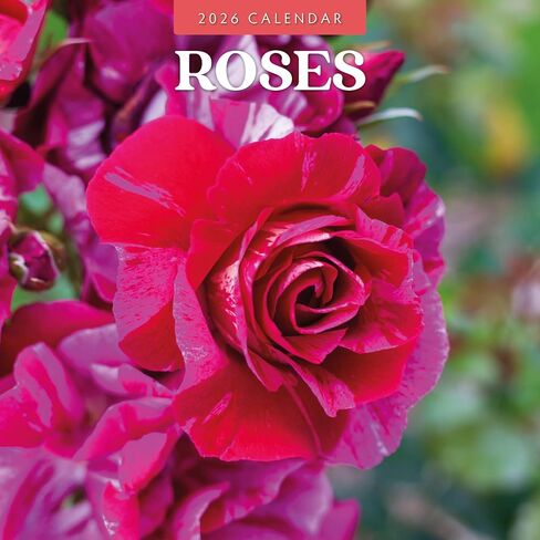 Red Robin 2025 Gardens Tranquil Monthly Wall Calendar | 12 "× 24" مفتوحة | ورقة قسط سميكة وثيقة | تقويم معلق لمدة 12 شهر | البلاستيك الحرة | صفحة انتقال 4 أشهر لعام 2024 in Kuwait