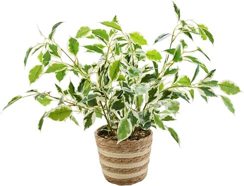 15" Artificial Broad Leaf Potted Plant in Handwoven Seagrass Basket Planter Small Tabletop Fake Plant for Indoor Home Office Shelf Desk Decor in Saudi Arabia