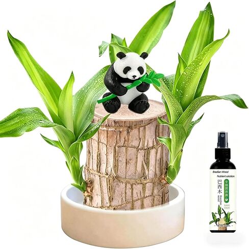 Brazilian Wood Plant Brazilian Lucky Wood Plant ，Nutrient Solution Included in Saudi Arabia