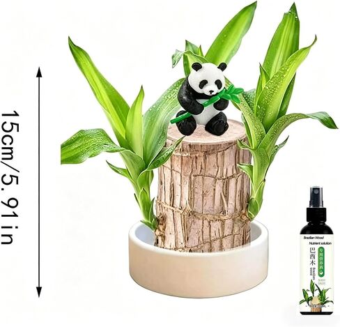 Brazilian Wood Plant Brazilian Lucky Wood Plant ，Nutrient Solution Included in Saudi Arabia