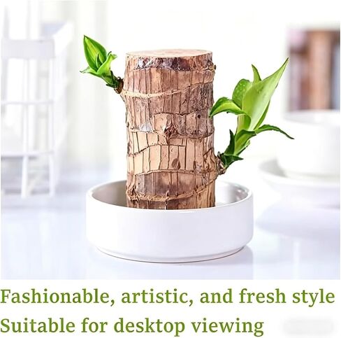 Brazilian Wood Plant Brazilian Lucky Wood Plant ，Nutrient Solution Included in Saudi Arabia