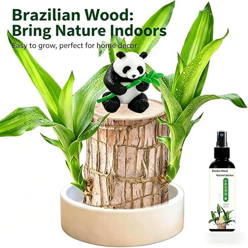 Brazilian Wood Plant Brazilian Lucky Wood Plant ，Nutrient Solution Included in Saudi Arabia
