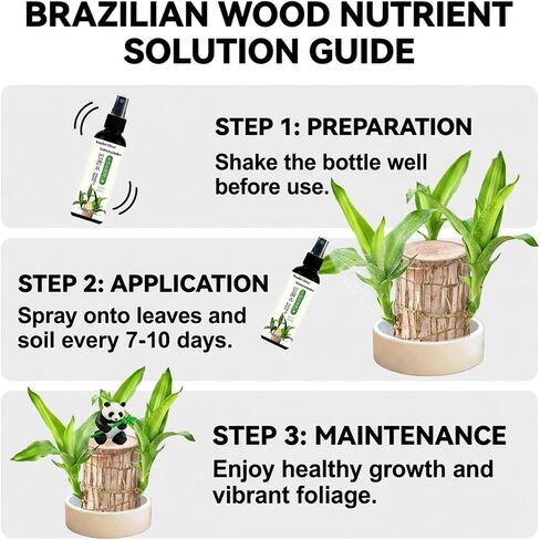 Brazilian Wood Plant Brazilian Lucky Wood Plant ，Nutrient Solution Included in Saudi Arabia