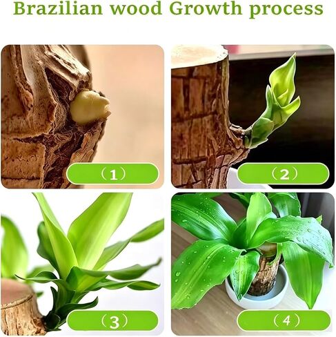 Brazilian Wood Plant Brazilian Lucky Wood Plant ，Nutrient Solution Included in Saudi Arabia