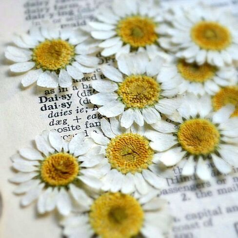 Daisy Necklace for Women, Real Pressed Flowers in Glass Pendant, Handmade Wildflower Jewelry, Artisan Hand Crafted in Louisiana (24gm) in Saudi Arabia