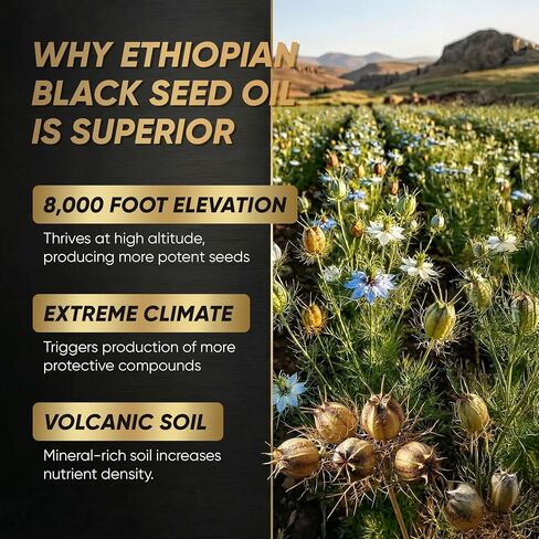 Ethiopian Black Seed Oil Softgels 1000mg, 100% Pure Nigella Sativa, Supports Immune & Digestive Health, Cold Pressed, Non-GMO, Easy-to-Swallow, 90 Softgels in Saudi Arabia