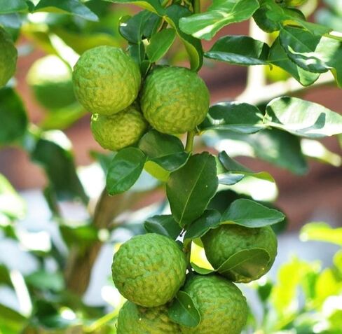 Bergamot Essential Oil FCF, Organic, Pure, Natural, 5 mL in Saudi Arabia