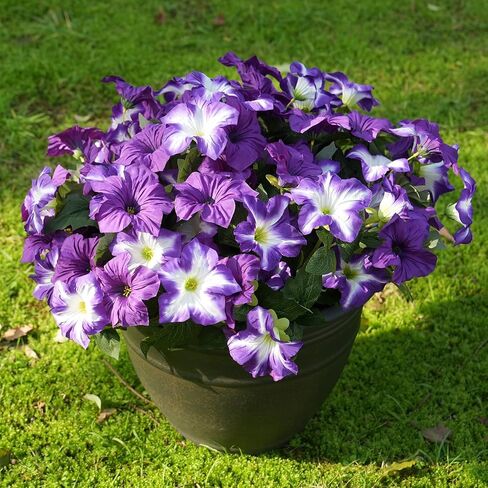 FULLMUSIC Autumn Artificial Flowers for Outdoors, UV Resistant Fake Morning Glory, Look Real Faux Silk Plants for Front Door Garden Porch Planter in Kuwait