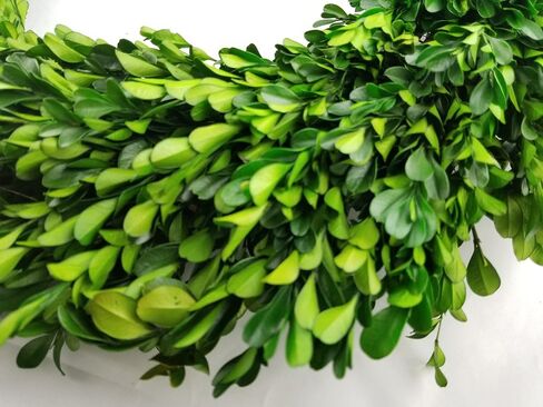 Preserved Boxwood Wreath 10-inch in Saudi Arabia