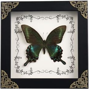 LepiBat Gems Real Framed Butterfly Taxidermy Butterfly, Handmade Wooden Shadow Box Taxidermy Specimen Display for Wall Art Hanging Home Decor (Green)