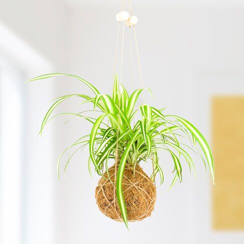 مجموعة Gift Republic The Art of Kokedama-DIY، متعددة الألوان، مقاس واحد in Kuwait