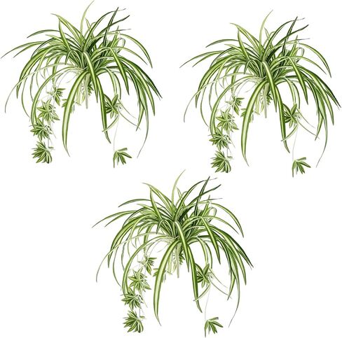 Spider Plants Live House Plants, Set of 3 Artificial Silk Spider Plants with Golden Edges, No Maintenance Required Indoor Decor, Realistic Faux Spider Plant Arrangement for Home and Office in Saudi Arabia