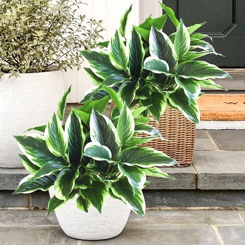 Artificial Plants Outdoor Fake Hostas, 4PCS Realistic Faux Plants Corner Decoration, Plastic Outdoor Greenery Plants UV Resistant Fake Plants Outside Indoor for Porch Office Yard Garden Décor in Saudi Arabia