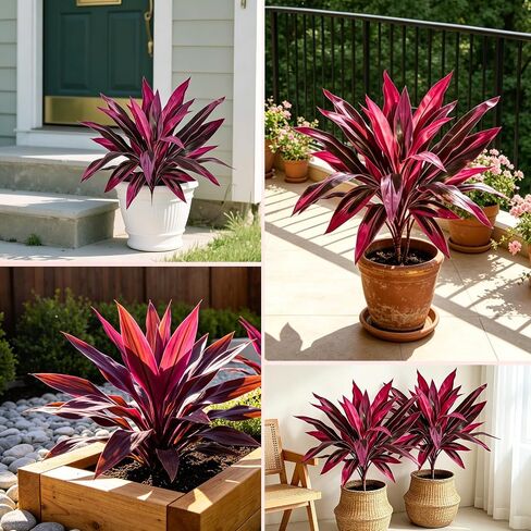 2pcs Large Realistic Artificial Boston Fern & Dragon's Blood Tree Artificial Turf UV Resistant Red Cordyline Ti Plants Red/Pink Vibrant Purple Leaves (A) in Saudi Arabia