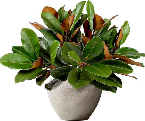 6Pcs 22Inch Artificial Magnolia Leaves with Stems Fake Magnolia Leaf Branch Faux Magnolia Stems Greenery Twigs for Vase Home Indoor Outdoor Party Office Table Centerpieces Decor in Kuwait