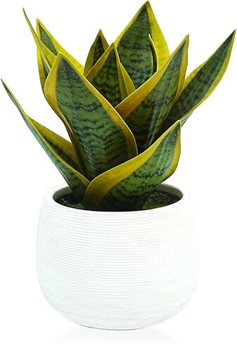 8" Fake Snake Plant & Faux Agave in White Ceramic Pot | Pet-Friendly Low-Light Sansevieria Greenery, Real Touch Small Fake Plant for Home Office Desk, Bookshelf, Bathroom Decor in Kuwait