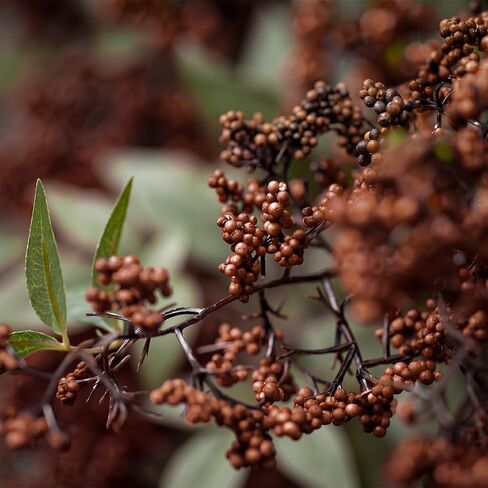 Dingion 3 Pcs 43 Inch Dark Brown Berry Stem for Vase Fall Artificial Faux Sedum Berry Stem Autumn Realistic Flowers Pick Spray Floral Branch for DIY Wedding Bouquet Mantel Holiday Harvest Home Decor in Kuwait