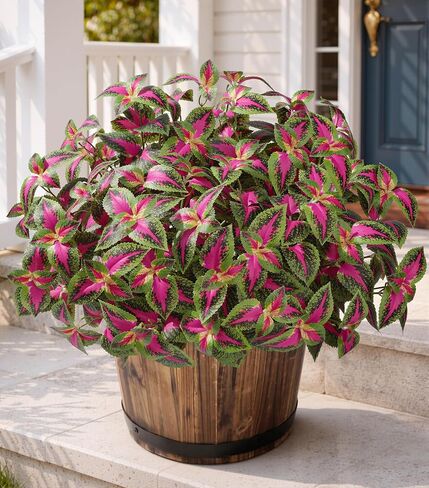 HyeFlora Artificial Coleus Plants Outdoor, 5 Pcs UV Resistant Faux Silk Greenery with Stems, Fake Plant for Outside Porch Planters Garden Patio Hanging Pathway Decor (Red) in Saudi Arabia