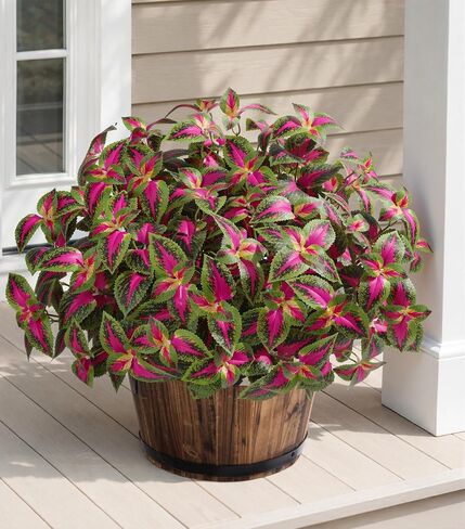 HyeFlora Artificial Coleus Plants Outdoor, 5 Pcs UV Resistant Faux Silk Greenery with Stems, Fake Plant for Outside Porch Planters Garden Patio Hanging Pathway Decor (Red) in Saudi Arabia