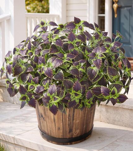 HyeFlora Artificial Coleus Plants Outdoor, 5 Pcs UV Resistant Faux Silk Greenery with Stems, Fake Plant for Outside Porch Planters Garden Patio Hanging Pathway Decor (Red) in Saudi Arabia