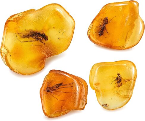 Baltic Amber Natural Fossil Insects,Insects from Millions of Years ago-Four Sets,True Insect Samples-Science Classroom Science Education Animal Specimens (Medium Amber Fossil Insects) in Kuwait
