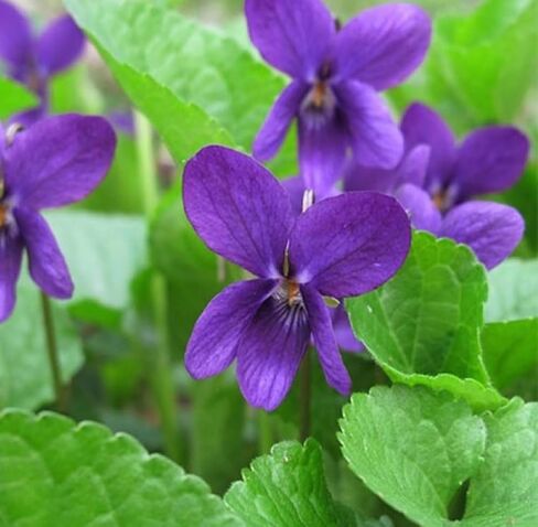 Violet Leaf Absolute Oil, Organic, Pure, Natural 1 mL in Saudi Arabia