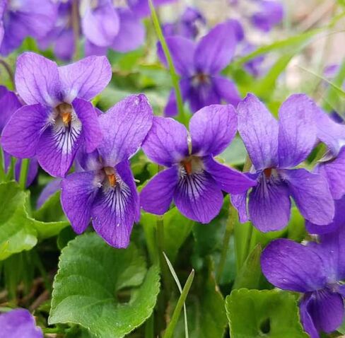 Violet Leaf Absolute Oil, Organic, Pure, Natural 1 mL in Saudi Arabia