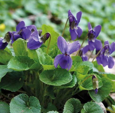 Violet Leaf Absolute Oil, Organic, Pure, Natural 1 mL in Saudi Arabia