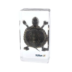 Real Marine Animal Trachemys scripta elegans Tortoise Specimen Paperweight Animal Science Classroom Specimen for Science Education