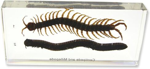 REALBUG مقارنة الحريش والدودة الألفية الصغيرة in Kuwait