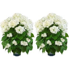 Artificial Hydrangea Tree 29" Tall (Set of 2), Faux White Hydrangea Plant in Pot, Realistic Artificial Plant for Indoor Outdoor Porch, Patio, Balcony Decor in Saudi Arabia