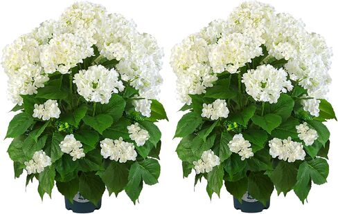 Artificial Hydrangea Tree 29" Tall (Set of 2), Faux White Hydrangea Plant in Pot, Realistic Artificial Plant for Indoor Outdoor Porch, Patio, Balcony Decor in Saudi Arabia