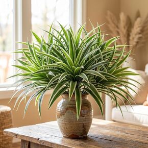 Hotop 6 Pcs Artificial Spider Plant Fake Greenery Plant Faux Chlorophytum Comosum Silk Greenery with White Edges for Indoor Outdoor Planter Home Office Decor 15.7 Inch Fake Hanging Grass Bush Decor in Kuwait
