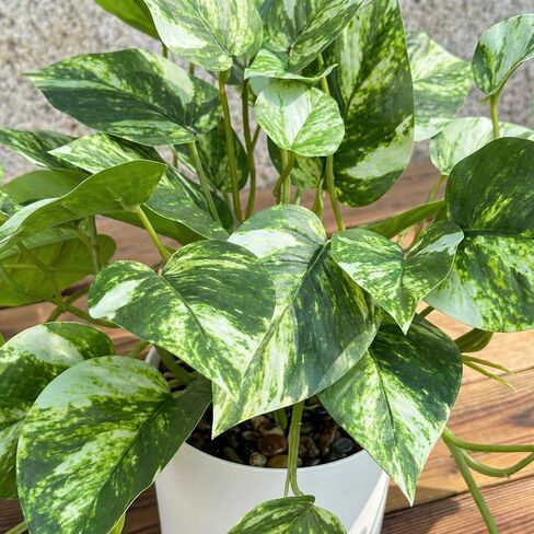 Artificial Plants Faux Pothos with Plastic White Pot Artificial Potted Plant for Home Office Bedroom Indoor Outdoor Decor 1 Pack(Light Green) in Saudi Arabia