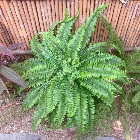 Artificial Ferns for Outdoors & Indoors, 2 Stems 45" Fake Ferns Artificial Plants Large, UV Resistant Faux Boston Fern Mixed Boxwood for Planter Porch Home Garden Windowsill Decor, Potted / Hanging in Saudi Arabia