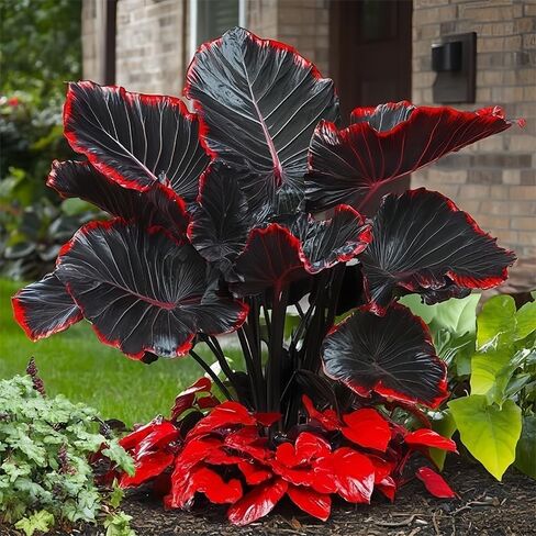 Hosta Bulbs for Woodland Style Gardens, Layered Greenery, 2 Pieces per Bag (Color 6) in Kuwait