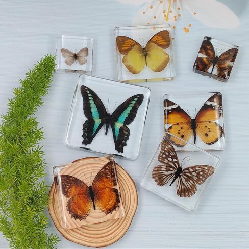 7 PCS Marine Ocean Luccidermy Animals in Resin real crabs relectips مجموعة مع بطاقات المعلومات ، مستلزمات عرض الحشرات المائية ، هدايا البيولوجيا البحرية ، مجموعة الأخطاء ، الديكور الساحلي (سلطعون كبير) in Kuwait