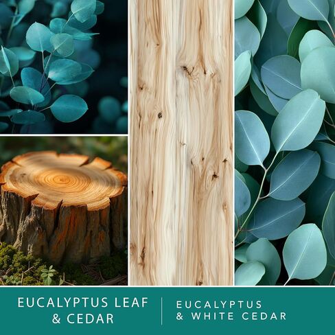 ScentSationals Eucalyptus Leaf & Cedar Fragrance Oil Plug In Air Freshener Refills 3-Pack - Works with Scentsationals Wall Plugs, Long-Lasting Home Fragrance, 0.8 fl oz Each, Packaging May Vary in Kuwait