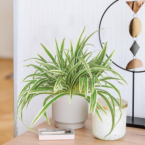 2 Packs Artificial Spider Plant Large 23.6In Fake Greenery Plants UV Resistant Outside Faux Plants Bushes for Indoor Table Outdoor Planter Decor (2) in Saudi Arabia
