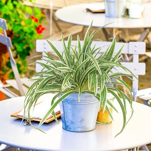 2 Packs Artificial Spider Plant Large 23.6In Fake Greenery Plants UV Resistant Outside Faux Plants Bushes for Indoor Table Outdoor Planter Decor (2) in Saudi Arabia