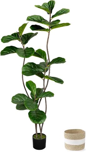 Artificial Fiddle Leaf Fig Tree 6FT with Cotton Basket | Faux Large Trees Fake Plants Tall Tree with 5 Sturdy Trunks, Indoor Artificial Plant Ficus Lifelike for Home Decor Office in Saudi Arabia