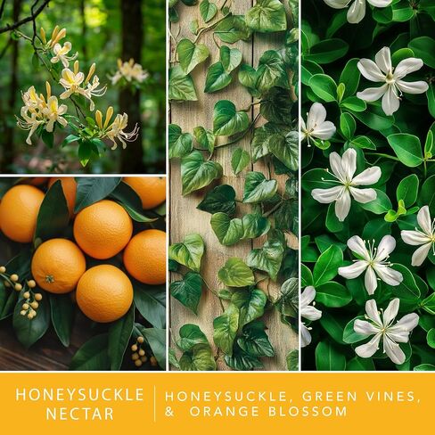 ScentSationals Honeysuckle Nectar Fragrance Oil Plug in Air Freshener Refills 3-Pack - Works with Scentsationals Wall Plugs, Long-Lasting Home Fragrance, 0.8 fl oz Each, Packaging May Vary in Saudi Arabia