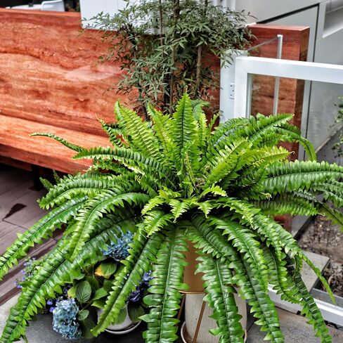Large Artificial Boston Fern 68" Fake Ferns Silk Artificial Plants for Outdoor Planter Patio Home Office Garden Porch Faux Greenery Decor in Kuwait