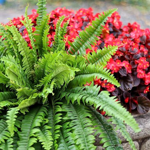 Large Artificial Boston Fern 68" Fake Ferns Silk Artificial Plants for Outdoor Planter Patio Home Office Garden Porch Faux Greenery Decor in Kuwait