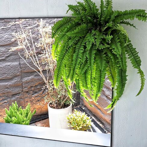 Large Artificial Boston Fern 68" Fake Ferns Silk Artificial Plants for Outdoor Planter Patio Home Office Garden Porch Faux Greenery Decor in Kuwait