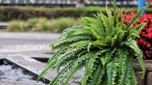 Large Artificial Boston Fern 68" Fake Ferns Silk Artificial Plants for Outdoor Planter Patio Home Office Garden Porch Faux Greenery Decor in Kuwait