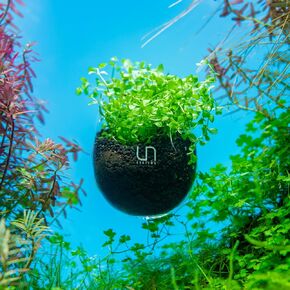 كوب زجاجي من Ultum Nature Systems - حامل نباتات زجاجي لحوض السمك، وزارع خزان الأسماك، ووعاء نباتات مائية مع أكواب شفط شفافة، وأواني زجاجية معلقة لأحواض السمك وديكورات Aquascape - قطعة واحدة