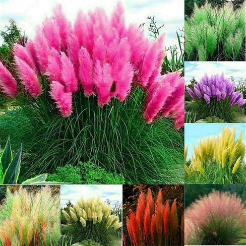 100+ Pcs Pampas Mix Color Grass Seeds Cortaderia selloana Seeds Rare Plants Decor Garden in Kuwait