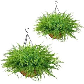 2 Set Artificial Ferns for Outdoors with Coconut Baskets, Fake Hanging Boston Ferns with 12" Coir Pot &Chain,UV Resistant Faux Hanging Persian Grass Baskets for Outdoor Porch Patio Decor in Saudi Arabia