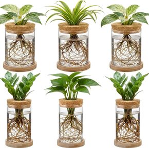 6 Pack Glass Plant Propagation Stations Hydroponic Vases with Wooden Saucer Small Glass Jar Planters Plant Station Bud Vases for Desks Home Garden Office Decorations in Saudi Arabia